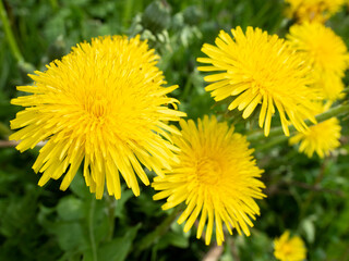 Bright yellow dandelion flowers blooming in a lush green meadow.