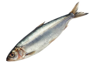 Fototapeta premium Single herring on black background isolated on transparent background