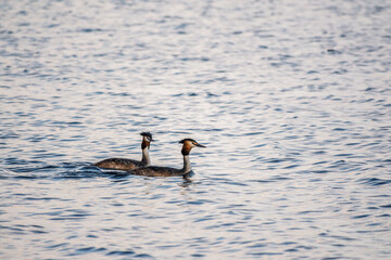 Two Great Crested Grebes swim in the lake