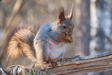 The squirrel with nut sits on a branches in the spring or summer.