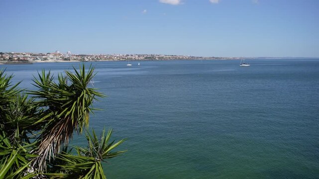 Scenic Coastal View Lush Green Yucca Plants Overlooking Ocean and Distant Cityscape