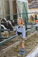 Vertical picture of happy kids feeding cows on a farm in summer. Farmer girls play with animals. Childhood in the countryside