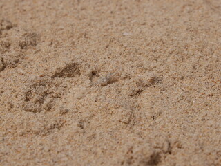 A CloseUp View of Fine Sand Featuring Unique Animal Tracks in a Serene Beach Landscape