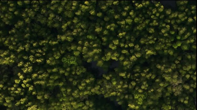 Aerial view of mangrove forest at Phang nga bay, Phang nga, Thailand, texture of green tree over the sea