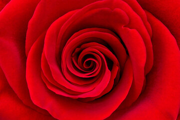 background texture of rose flower