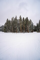 Fototapeta premium Winter landscape with snow and pine forest.