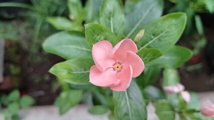 Vibrant pink Periwinkle flower (Catharanthus roseus) with water droplets, a popular tropical flowering plant used in traditional medicine.