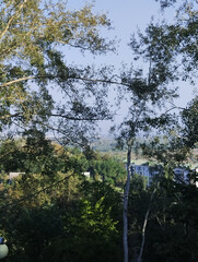 Trees against the background of the blue sky over the ravine