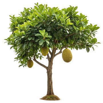 Jackfruit tree with fruits isolated on transparent background