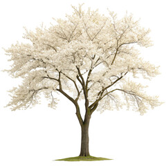 Obraz premium Flowering tree isolated art isolated on transparent background