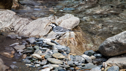 White Wagtail (Motacilla Alba)