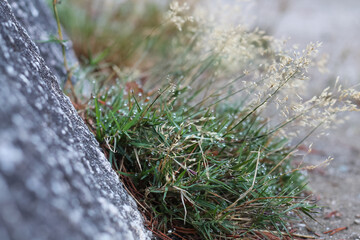 Clump Of Short Grasses Where A Cliff Meets The Ground