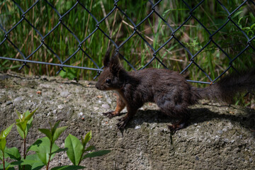 City Forager: Red Squirrel with a Nut