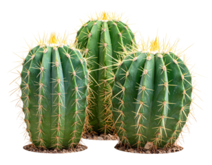 Cactus, cacti plants isolated on a transparent background