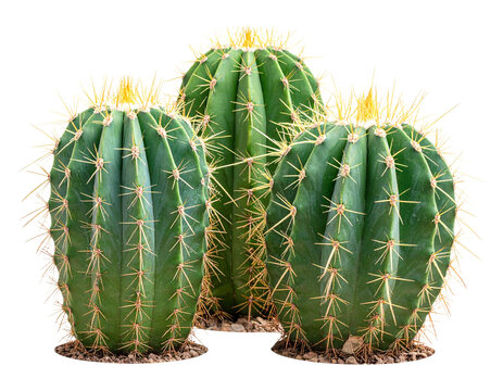 Cactus, cacti plants isolated on a transparent background