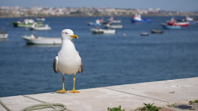 Seagull on Quayside Harbor View Boats Ocean Bird Coastal Scene