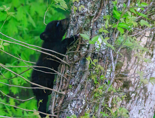 Black bears with cubs
