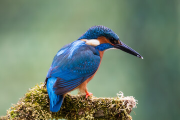 Kingfisher