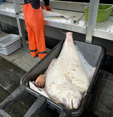 Seward Alaska. Exceptional fishing opportunities in one of the most beautiful places in Alaska. Cutting freshly caught fish.