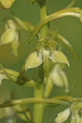 Grünliche Waldhyazinthe (Platanthera chlorantha).