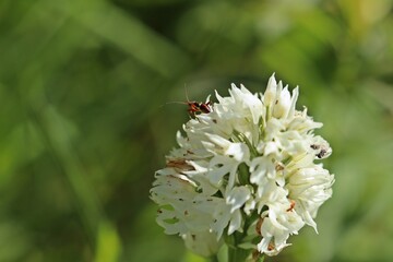 Weißling des Dreizähnigen Knabenkrauts (Neotinea tridentata) mit Insekten