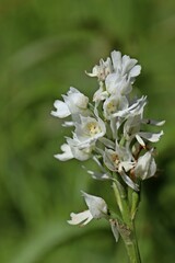 Weißling des Dreizähnigen Knabenkrauts (Neotinea tridentata)
