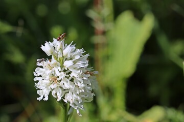Weißling des Dreizähnigen Knabenkrauts (Neotinea tridentata) mit Insekten