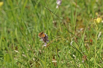 Ehrenpreis-Scheckenfalter (Melitaea aurelia) auf Dreizähnigem Knabenkraut (Neotinea tridentata)