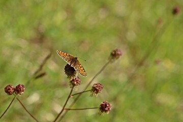 Ehrenpreis-Scheckenfalter (Melitaea aurelia) auf Kleinem Wiesenknopf