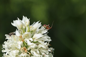 Weißling des Dreizähnigen Knabenkrauts (Neotinea tridentata) mit Insekten