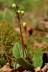 Grünliches Wintergrün (Pyrola chlorantha)