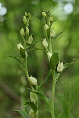 Weißes Waldvöglein (Cephalanthera damasonium)