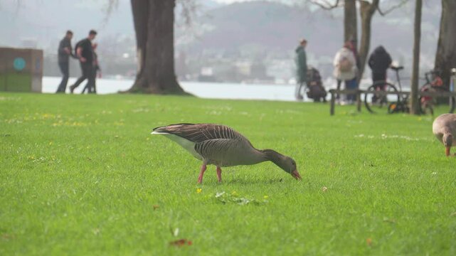 Eine Gans frisst ruhig Gras vor einem glitzernden See &ndash; friedliche Szene inmitten der Natur, begleitet vom sanften Pl&auml;tschern des Wassers und dem Zwitschern der V&ouml;gel.