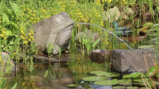 Wasser speiender Frosch aus Stein am Gartenteich, ges&auml;umt von Straussbl&uuml;tigem Gilbweiderich (Lysimachia thyrsiflora)