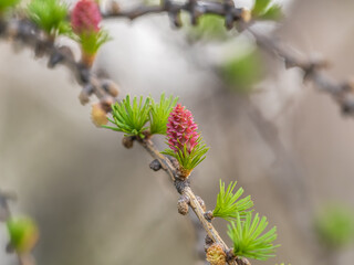 Larch tree fresh pink cones blossom at spring on nature background
