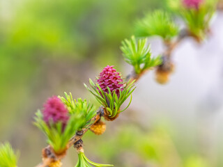 Larch tree fresh pink cones blossom at spring on nature background