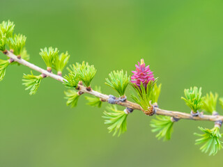 Larch tree fresh pink cones blossom at spring on nature background
