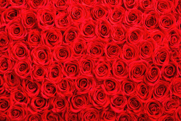 Fototapeta premium Vibrant display of red roses fills entire frame, creating lush and romantic background. tightly packed blooms showcase their rich color and intricate petals, evoking sense of passion and elegance