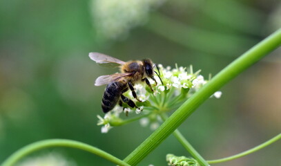 Biene auf Laserkraut im Frühling