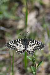 Papilionidae / Güneyli Fisto / Southern Festoon / Zerynthia polyxena