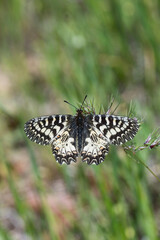Papilionidae / Güneyli Fisto / Southern Festoon / Zerynthia polyxena