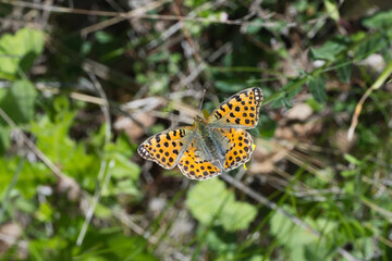 Nymphalidae / İspanyol Kraliçesi / Queen of Spain fritillary / Issoria lathonia