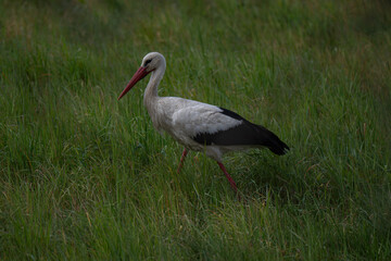 Majestic Stork: A Stroll in the Green Meadow viewed from behind branches