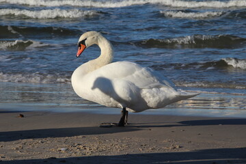 Fototapeta premium Elegant Mute Swan on a Sandy Beach by the Sea