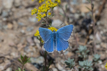 Lycaenidae / Çokgözlü Mavi / Common Blue / Polyommatus icarus