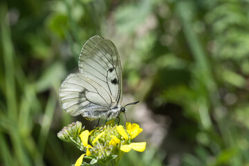Dumanlı Apollo » Parnassius mnemosyne » Clouded Apollo