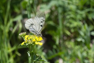 Dumanlı Apollo » Parnassius mnemosyne » Clouded Apollo