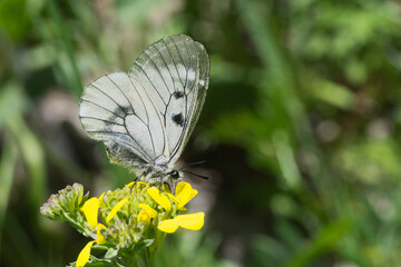 Dumanlı Apollo » Parnassius mnemosyne » Clouded Apollo