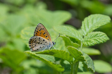 Lycaenidae / Küçük Ateş / Lesser Fiery Copper / Lycaena thersamon