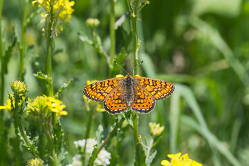 Nymphalidae / Nazuğum / Marsh Fritillary / Euphydryas aurinia
